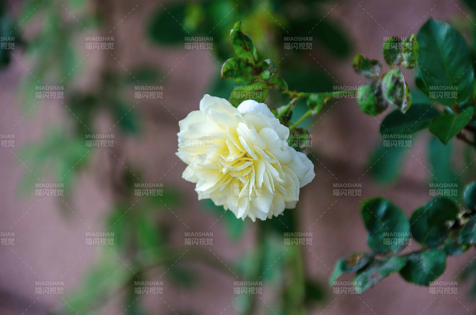 淡黄月季花绽放枝头图片