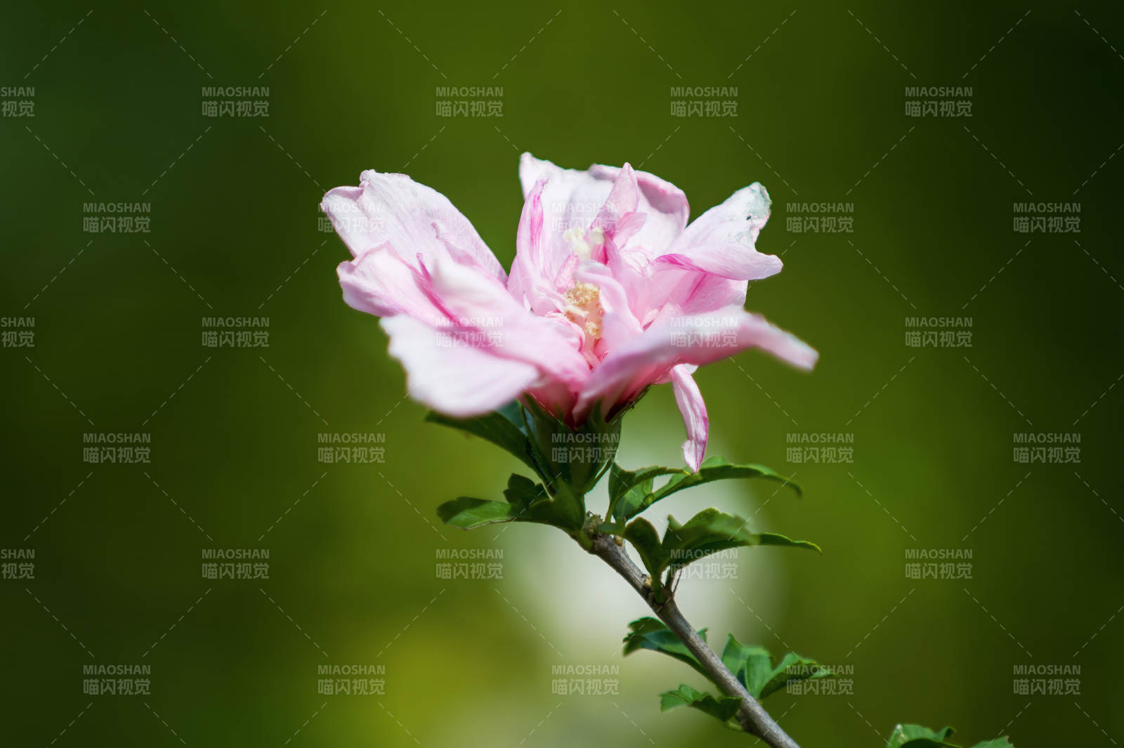 木槿花绽放枝头图片