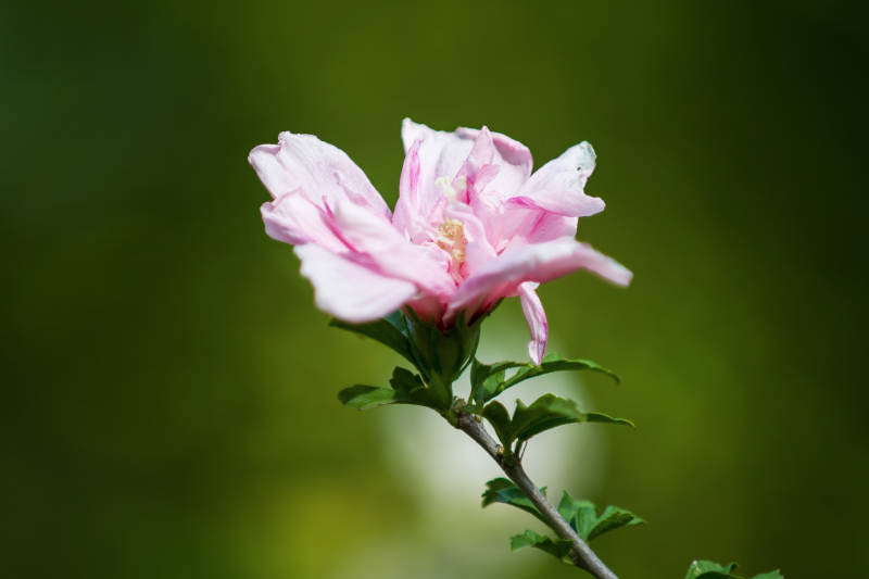 木槿花绽放枝头图片