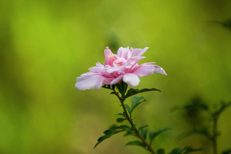 木槿花绽放绿意中图片
