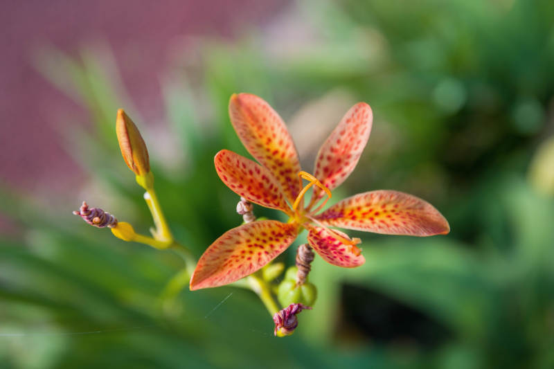 射干花绽放图片