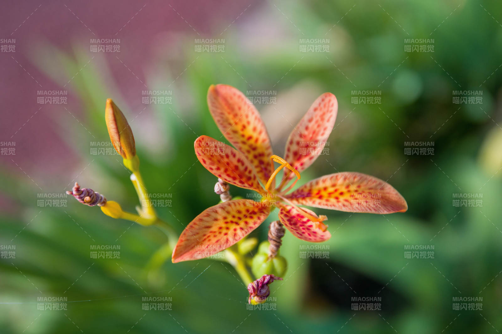 射干花绽放图片