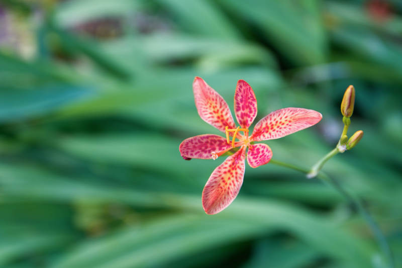 射干花绽放图片