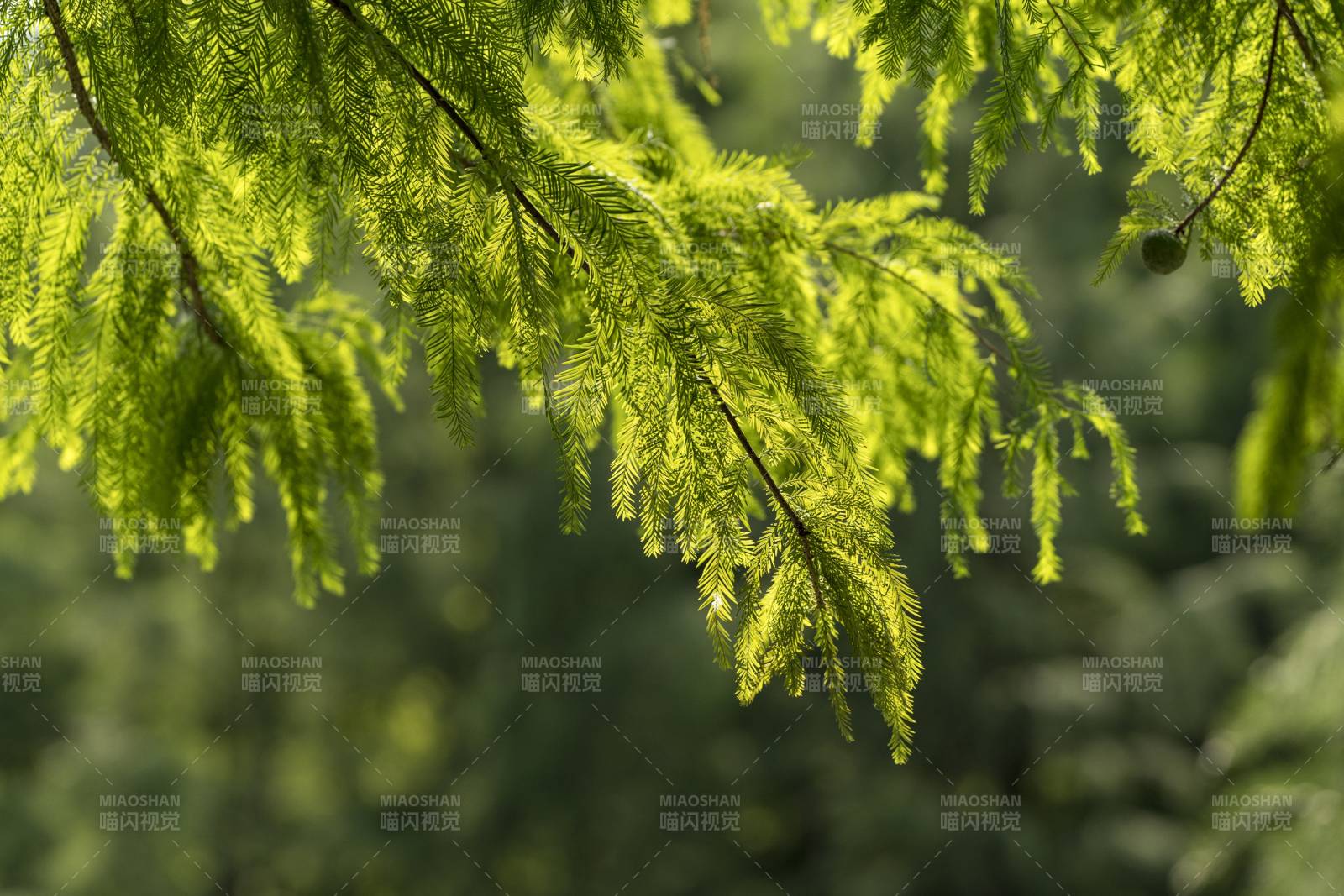 绿意盎然的枝叶图片