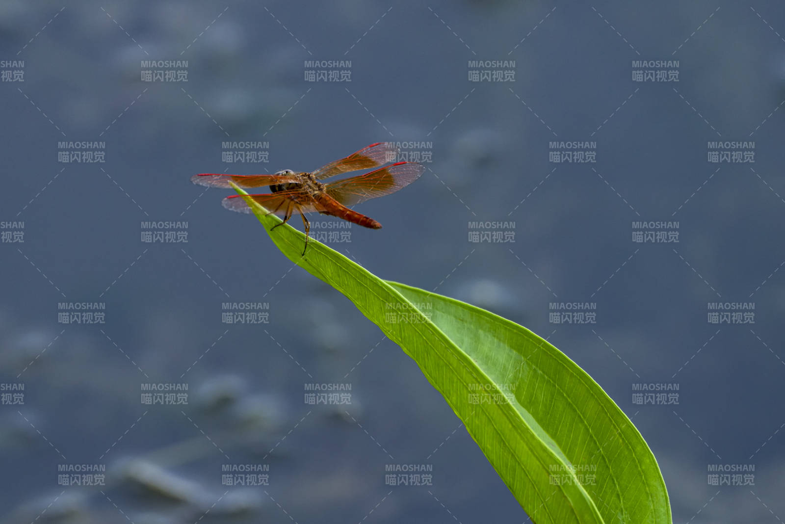 红蜻蜓栖叶尖图片