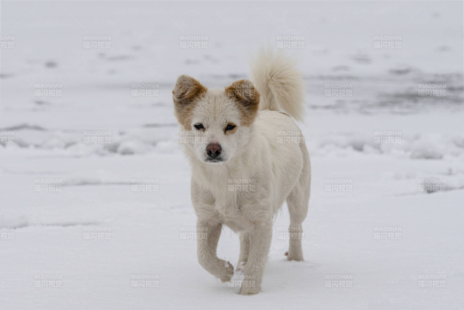 雪地小狗奔跑图片