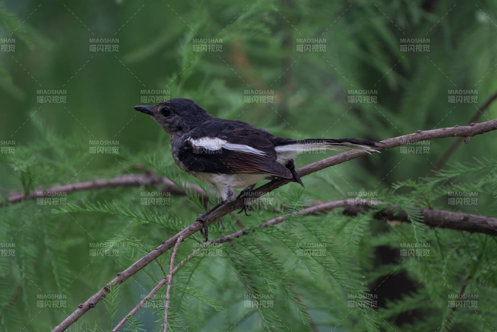 黑白鸟栖枝头图片