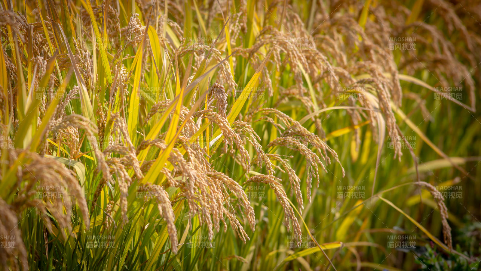 金秋稻穗飘香图片