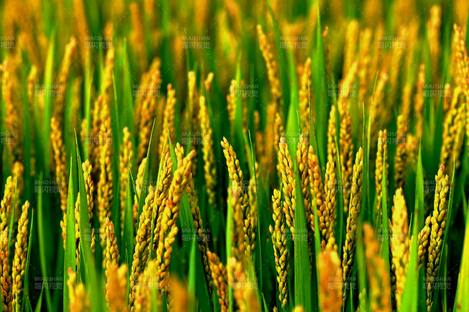 金秋稻田美景图片