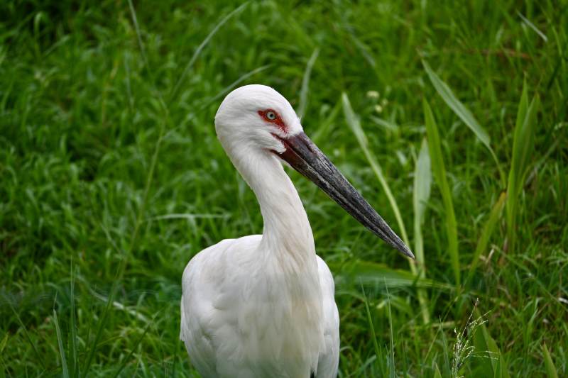 白鹳静立绿草间图片