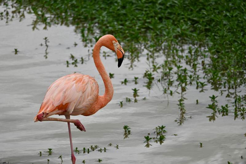 粉红火烈鸟涉水图片