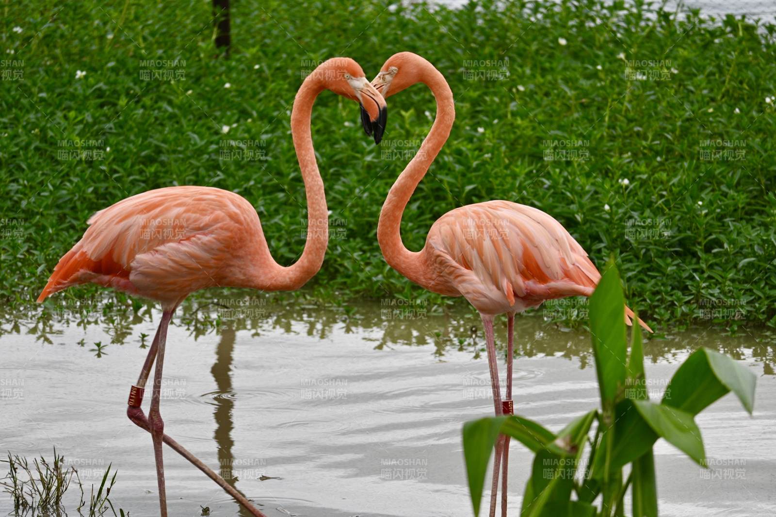 粉红火烈鸟相依图片
