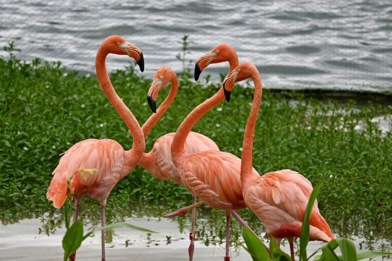 粉红火烈鸟群舞图片
