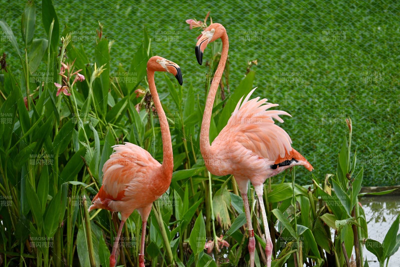 粉红火烈鸟栖息绿植间图片