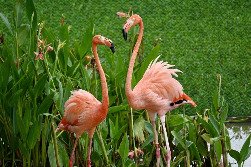 粉红火烈鸟栖息绿植间图片