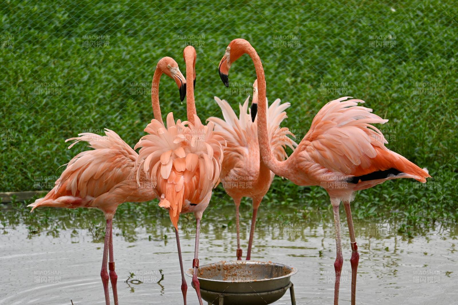 粉红火烈鸟群聚水边图片