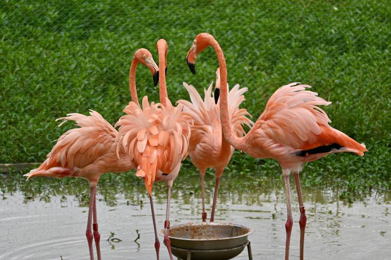 粉红火烈鸟群聚水边图片