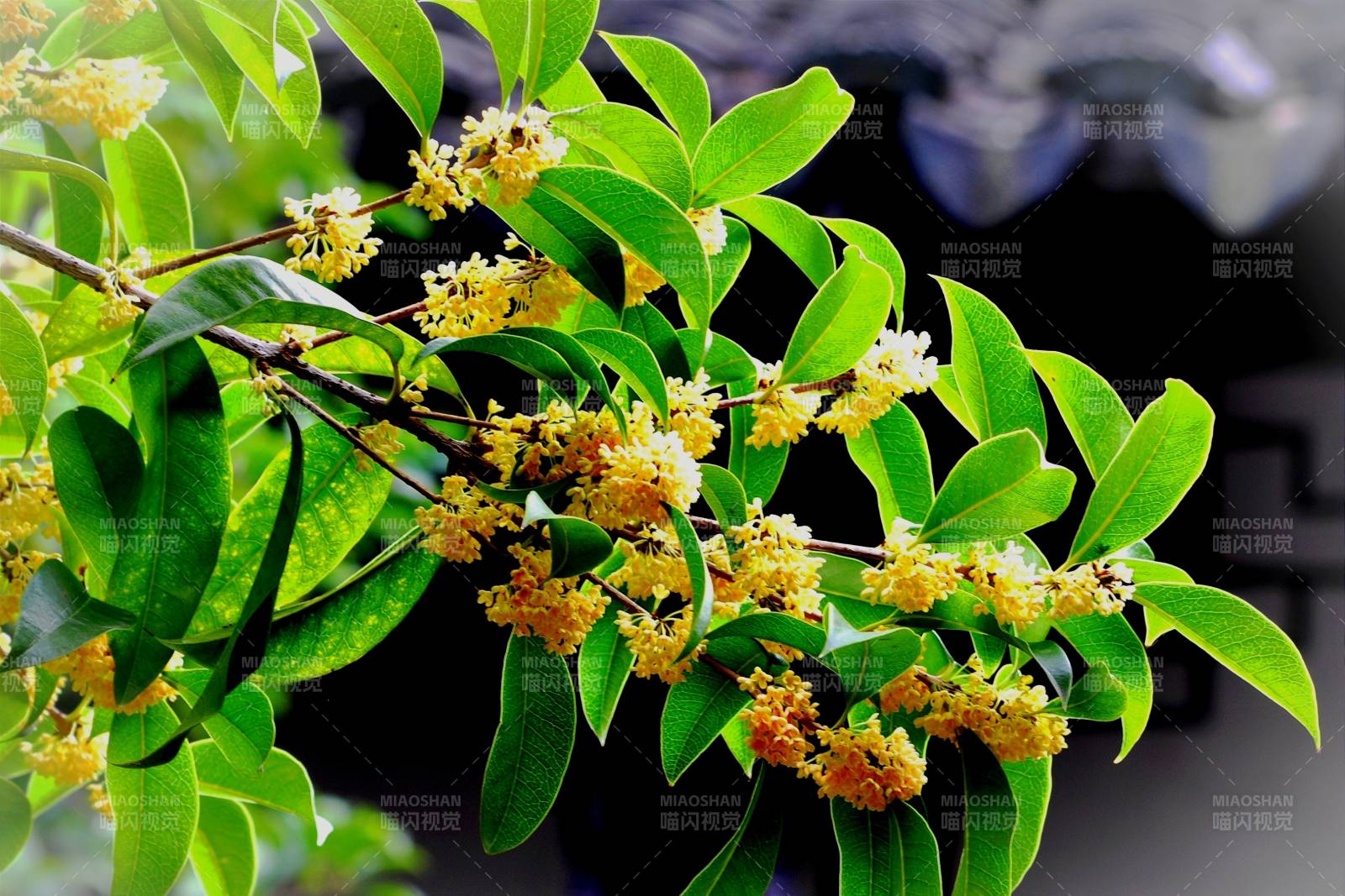 桂花盛开枝头图片