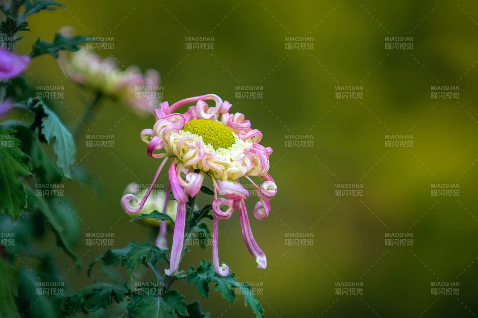 粉菊绽放 绿意盎然图片