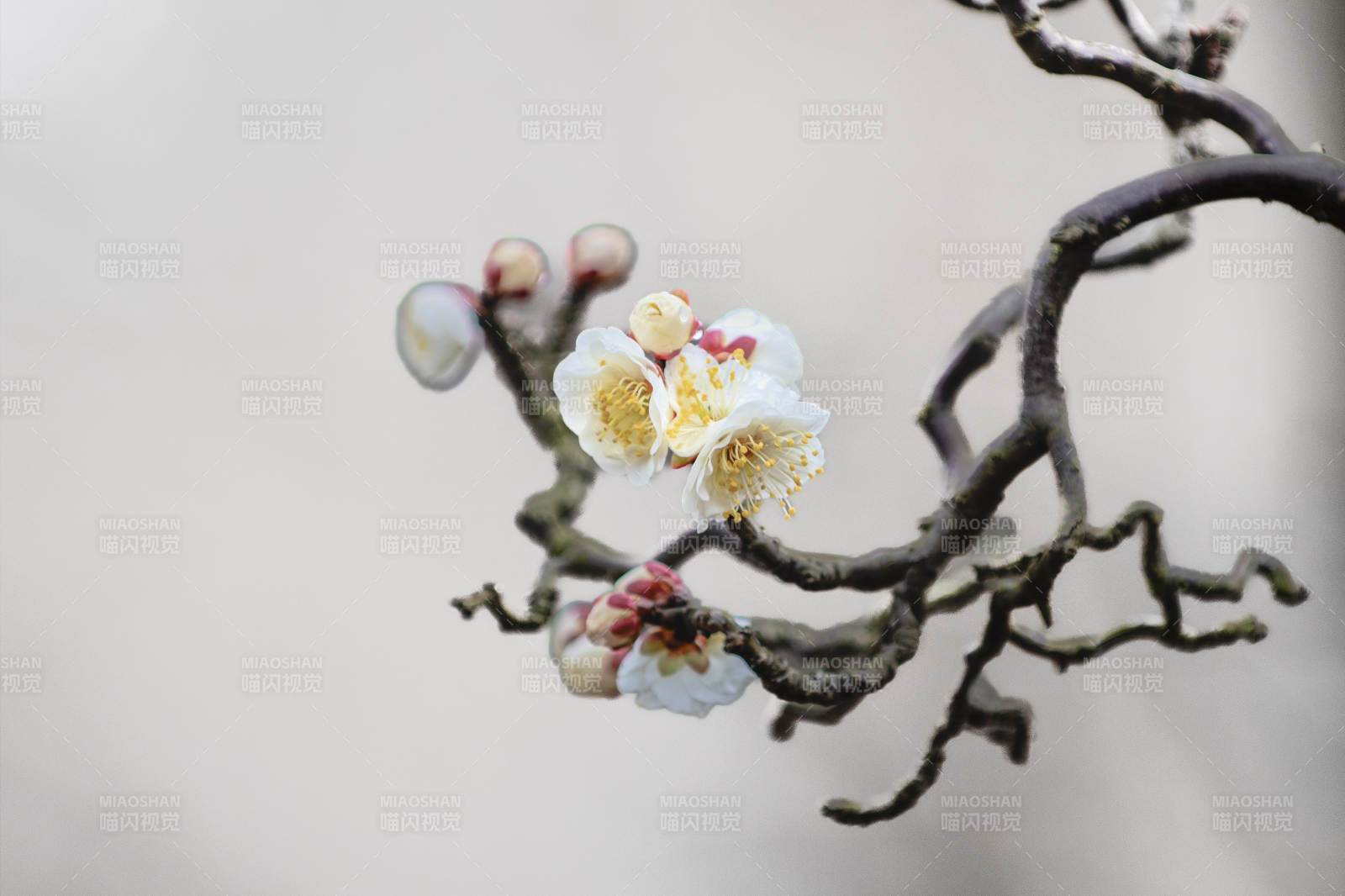 梅花绽放枝头图片