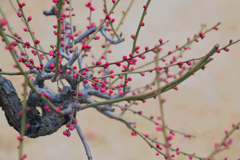 红梅初绽枝头图片