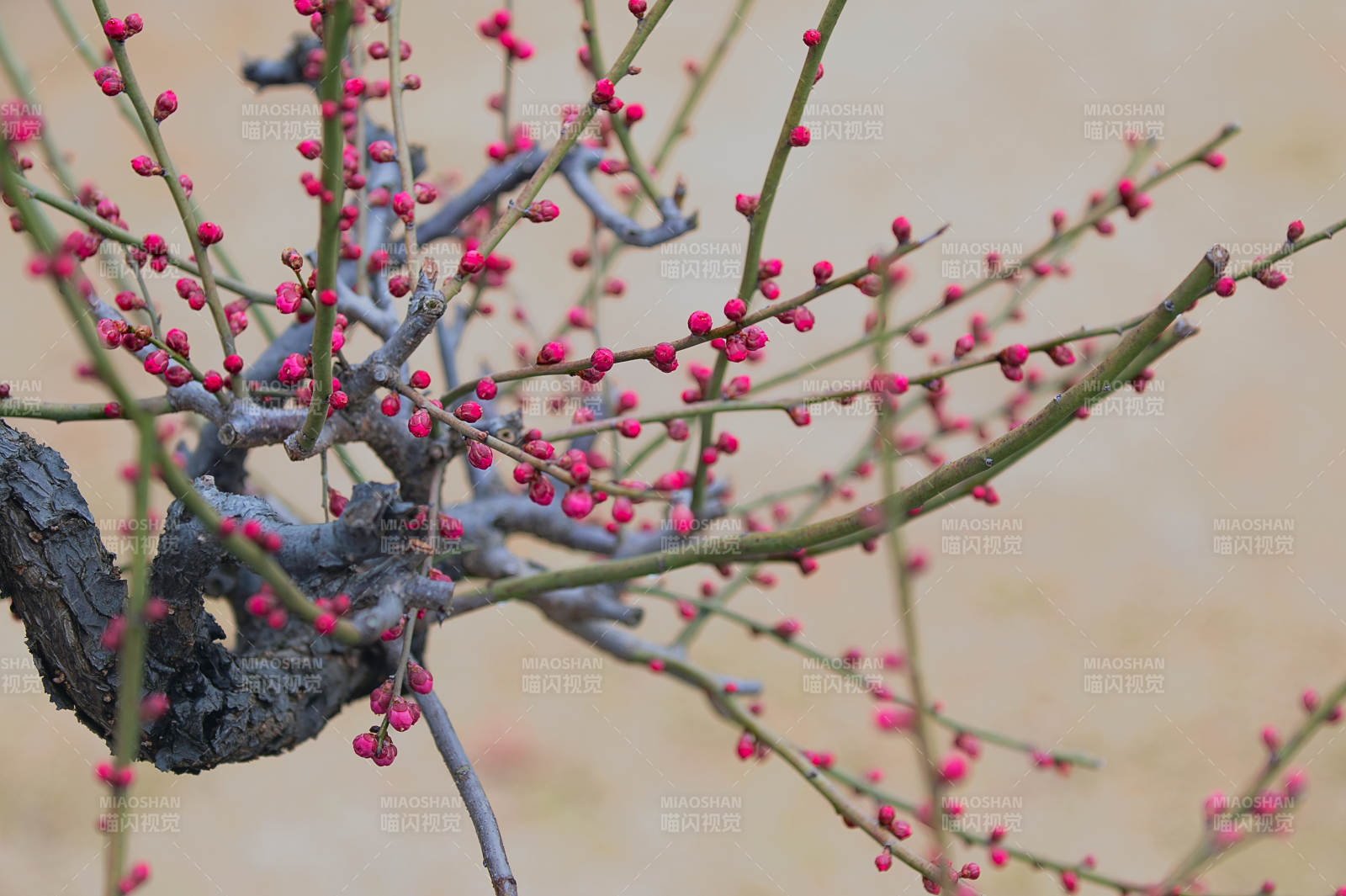 红梅初绽枝头图片