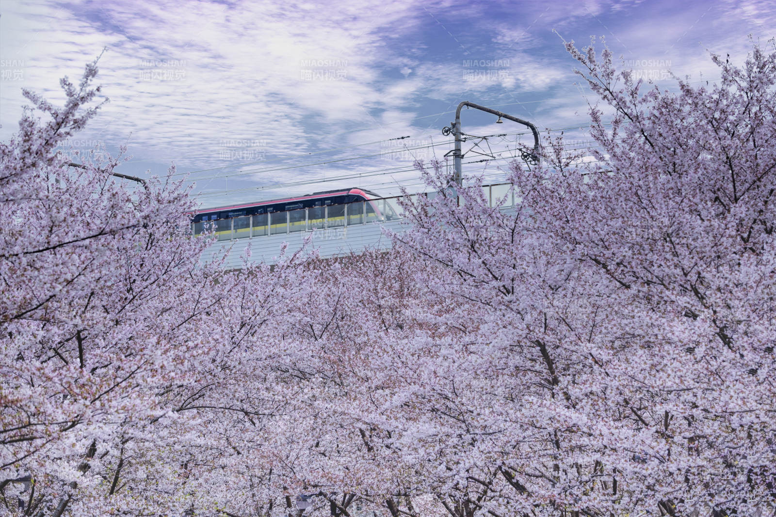 樱花列车春日行图片