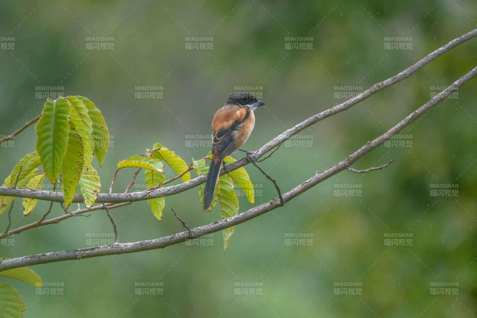 棕背伯劳栖枝头图片