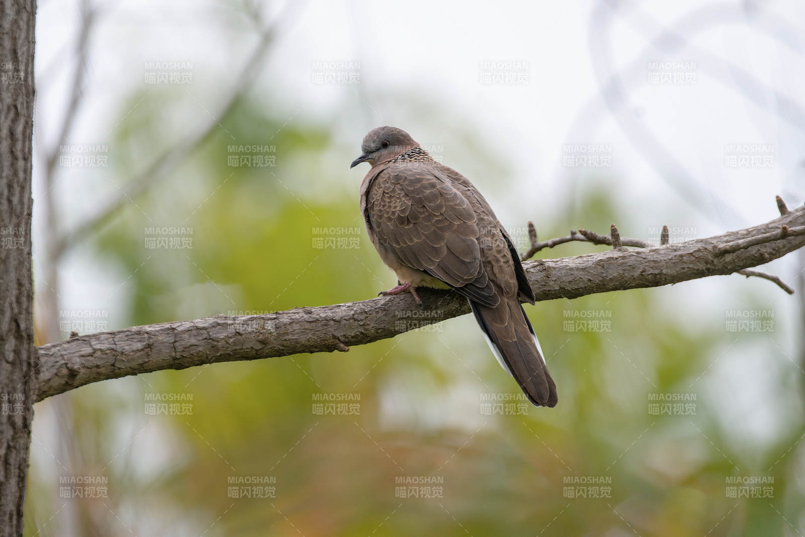 斑鸠栖枝头图片