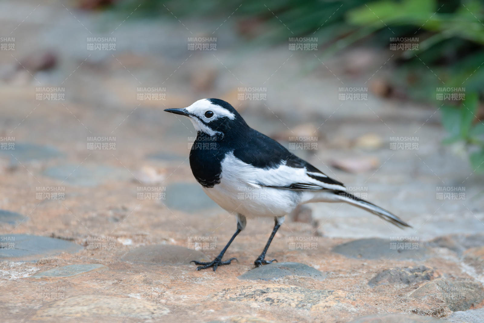 白鹡鸰栖息石上图片