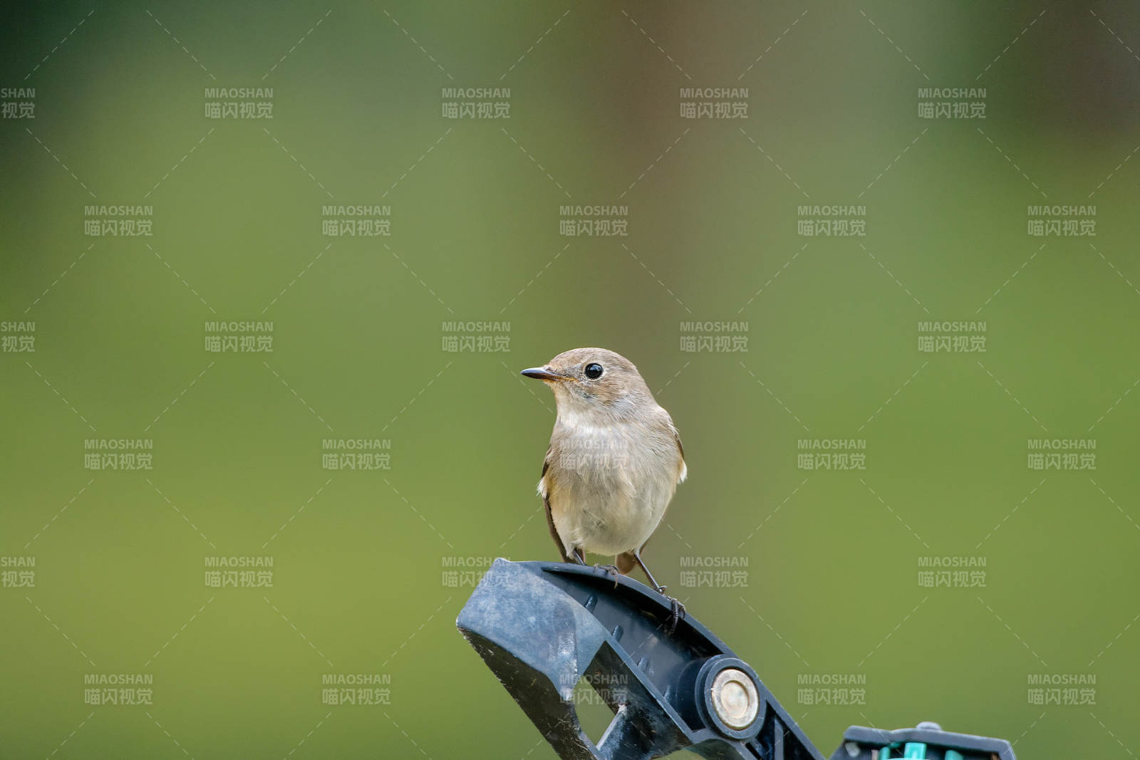 红喉姬鹟栖息枝头图片