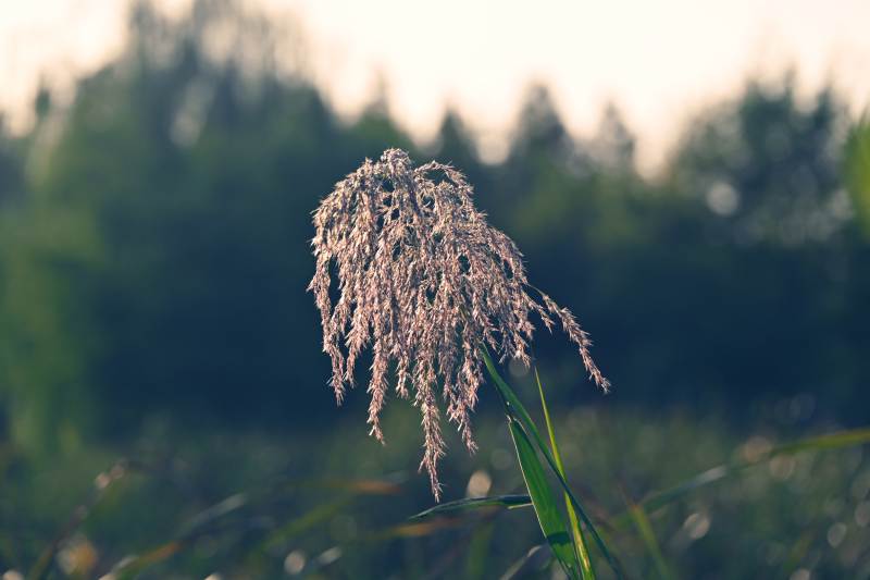 芦苇轻舞暮色中图片
