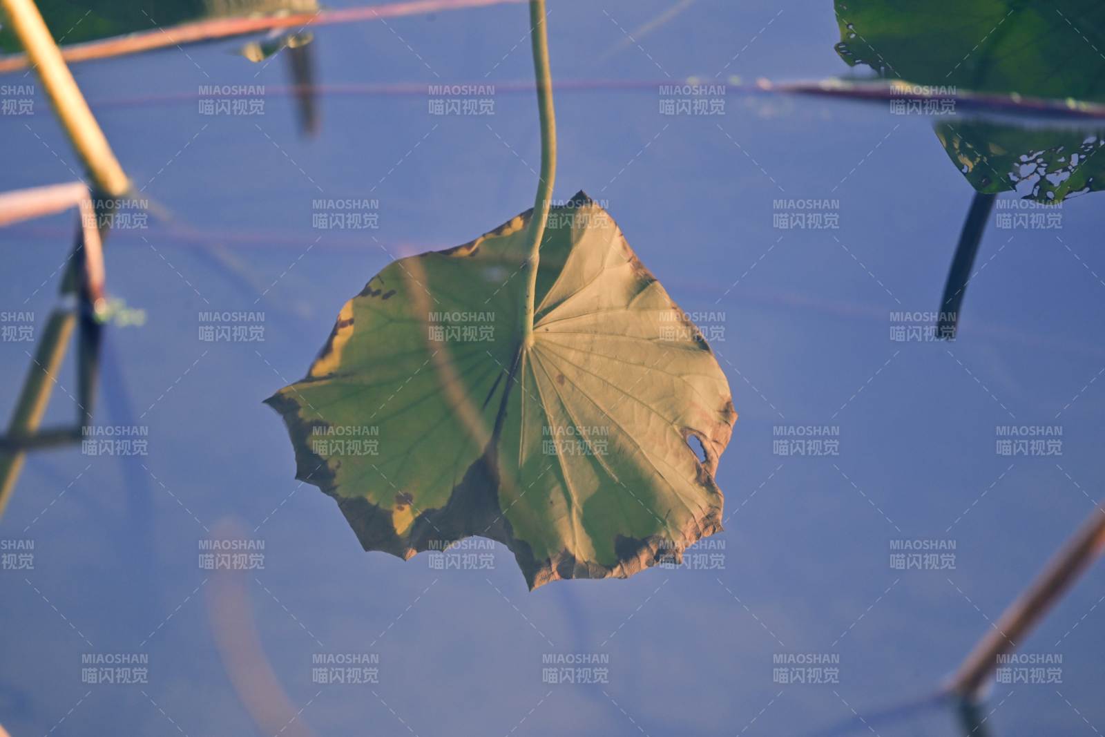 荷叶静浮水面图片