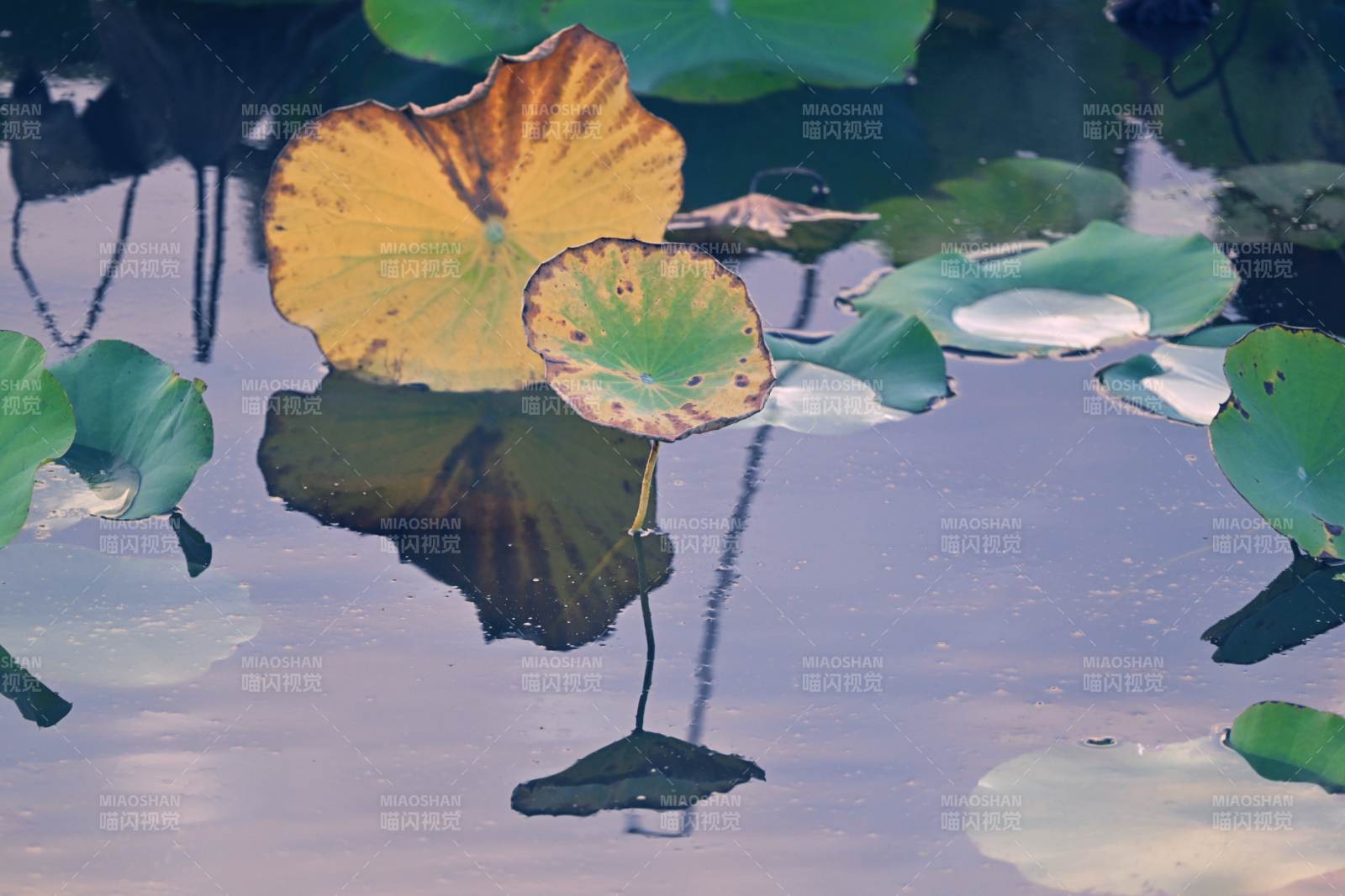 荷叶静影水中摇图片