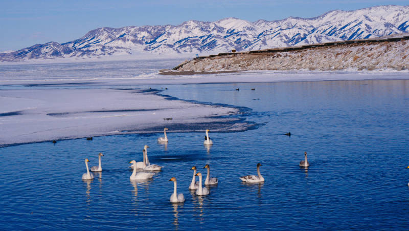 赛里木湖雪山湖畔天鹅群图片