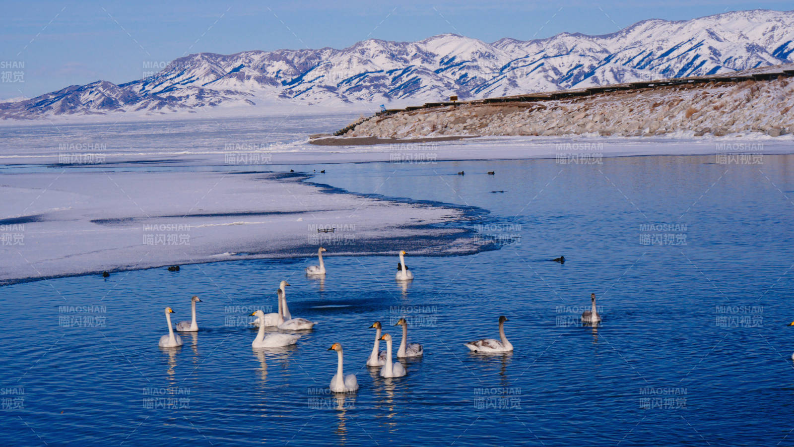 赛里木湖雪山湖畔天鹅群图片