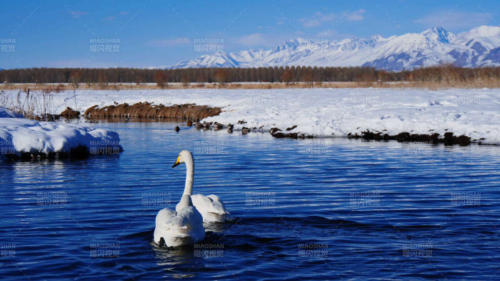 赛里木湖雪湖双鹅图片