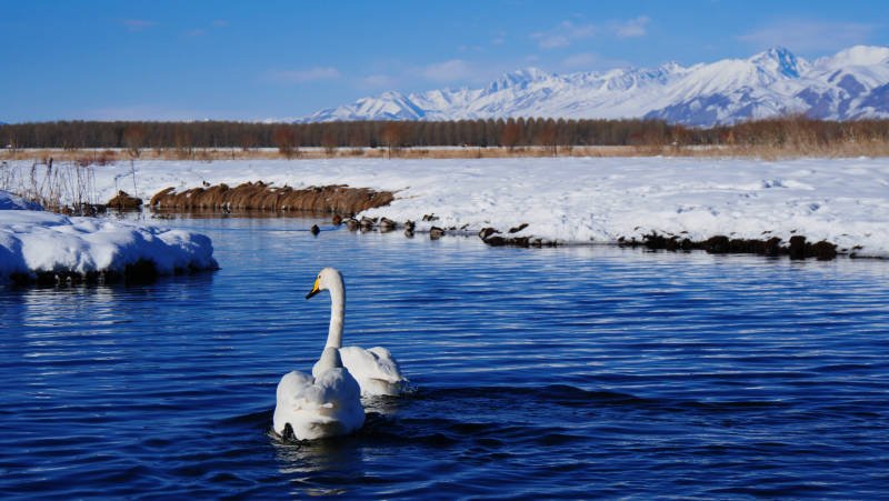 赛里木湖雪湖双鹅图片
