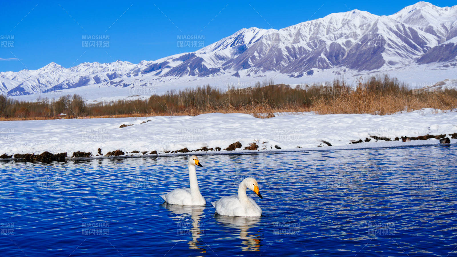 赛里木湖雪山下双鹅在游泳图片