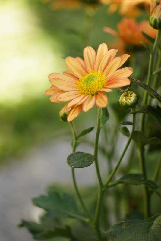 橙色菊花绽放图片