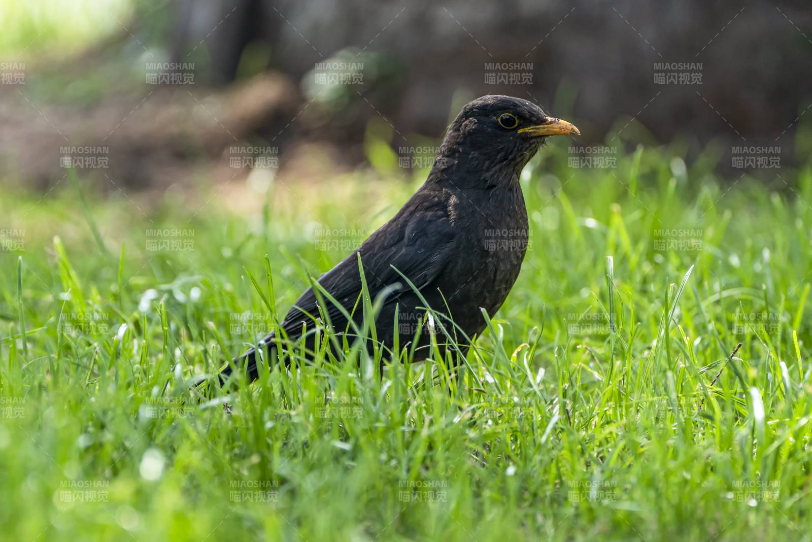 草地上乌鸫静立图片