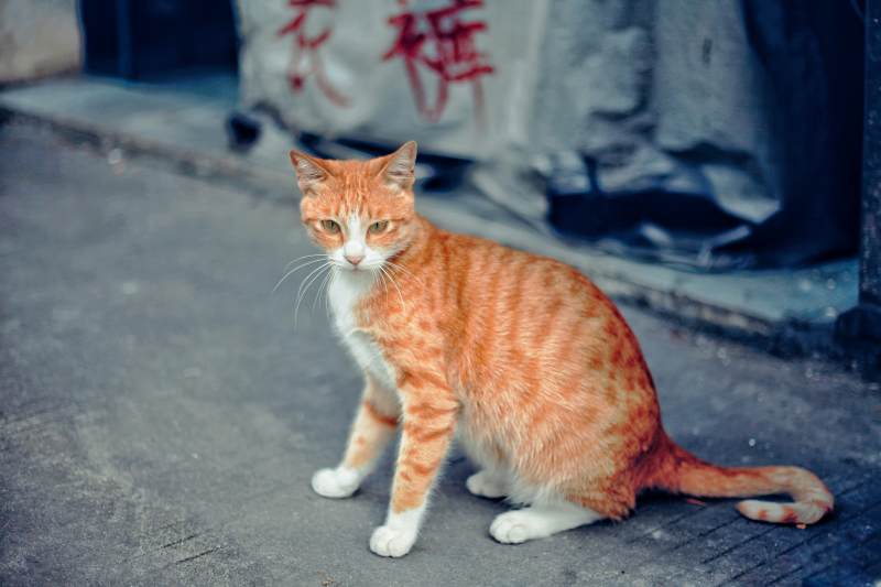橙猫静坐街头图片