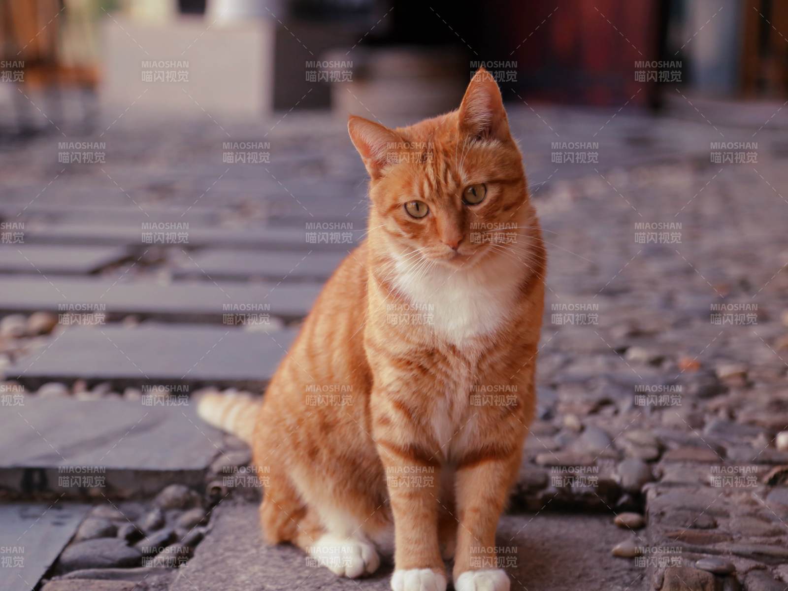橙猫静坐石板路图片