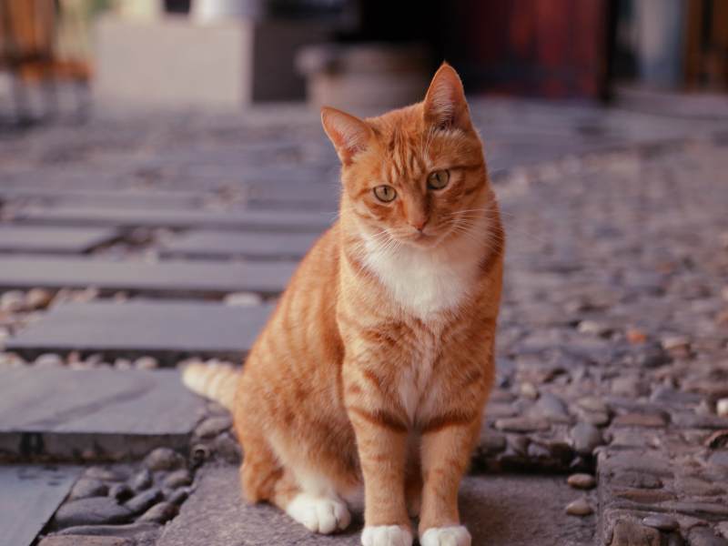 橙猫静坐石板路图片