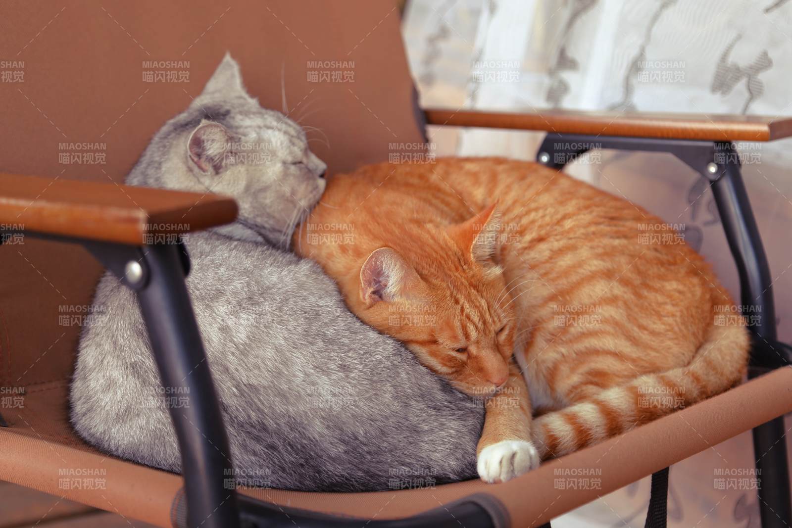 两只猫在椅上依偎图片
