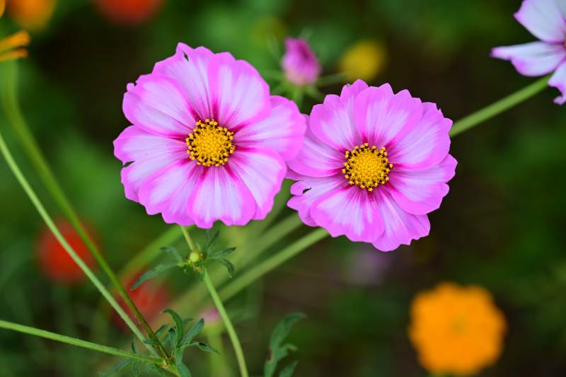 粉花绽放 春意盎然图片