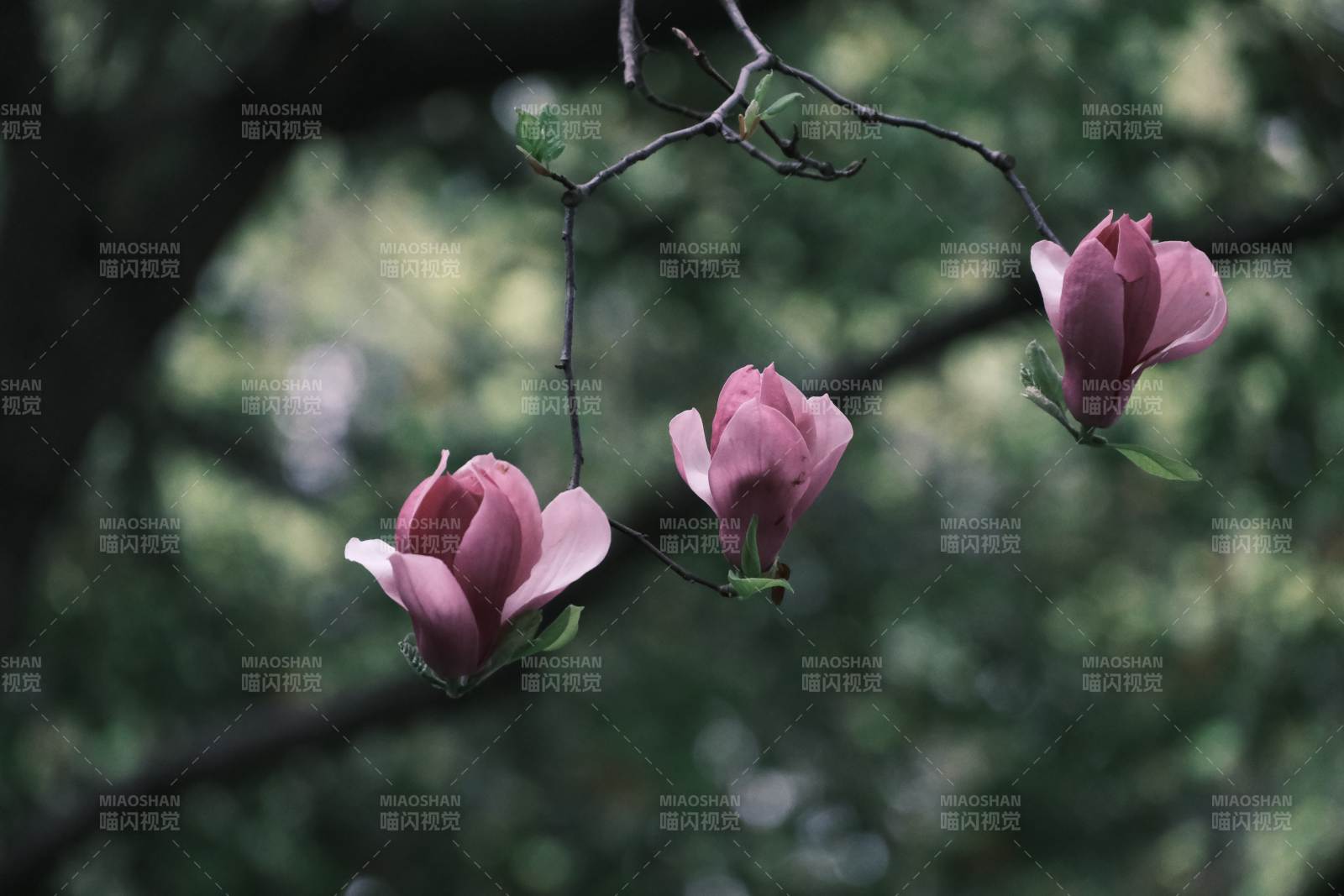 木兰花枝头绽放图片