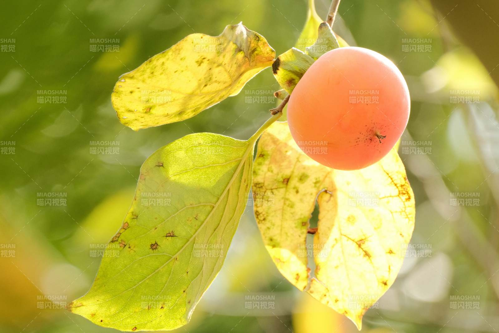 柿子挂枝头图片