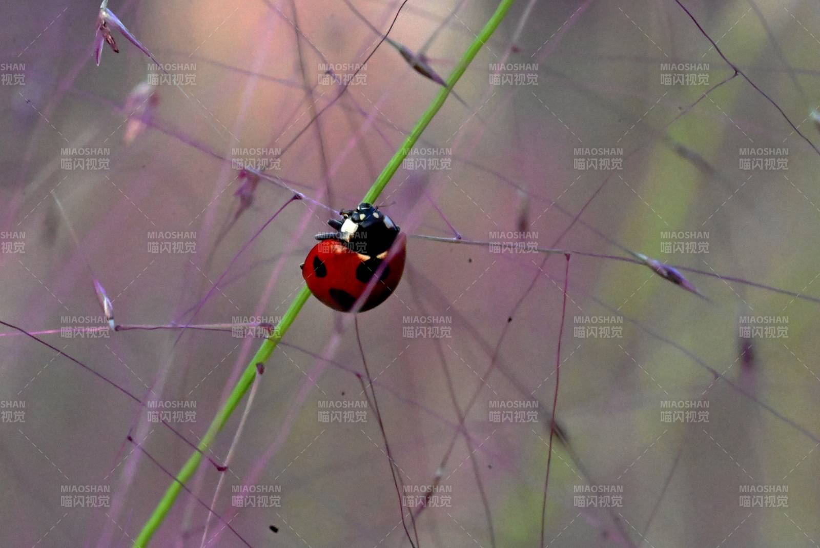 瓢虫栖息草尖图片