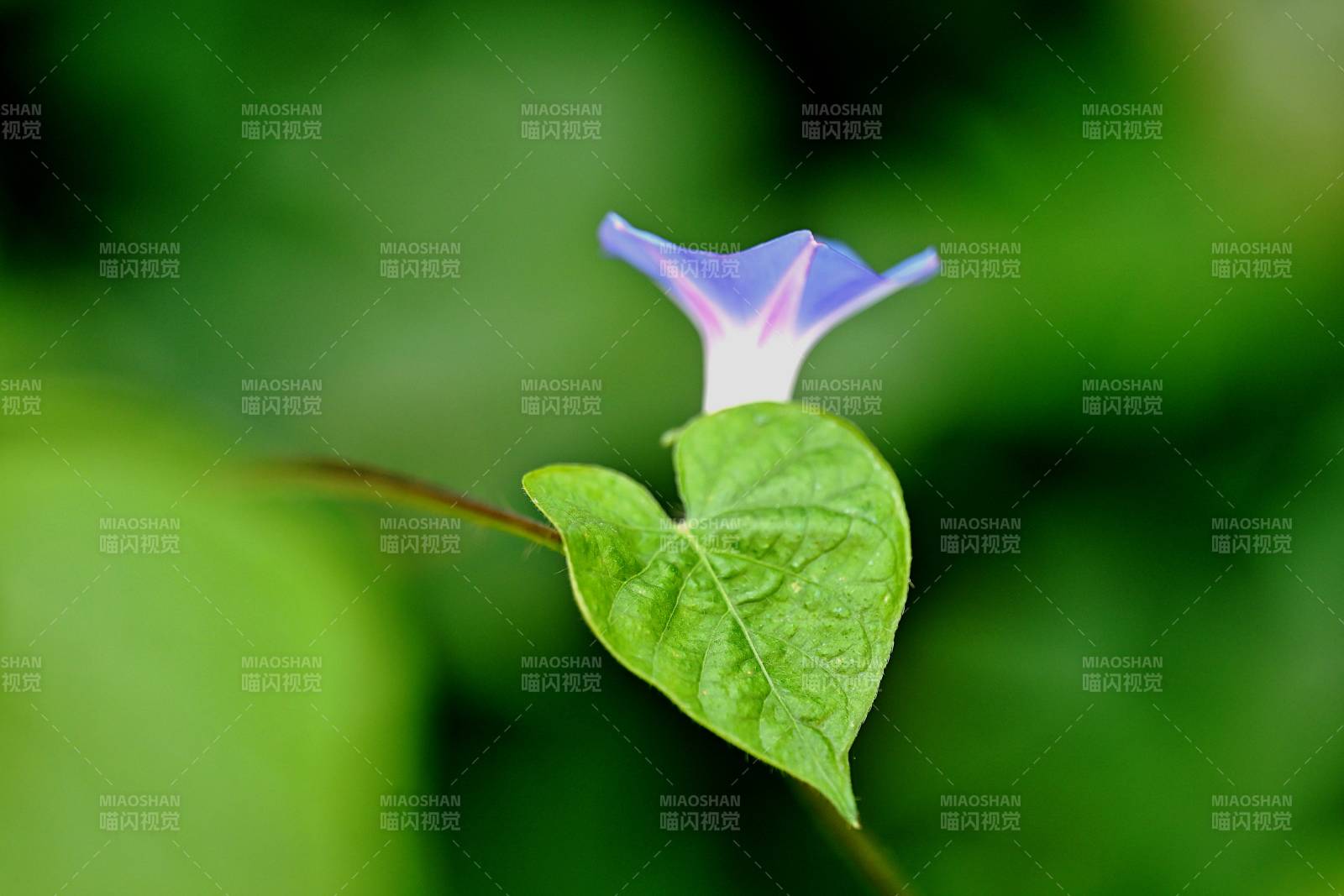 蓝花绿叶相映成趣图片